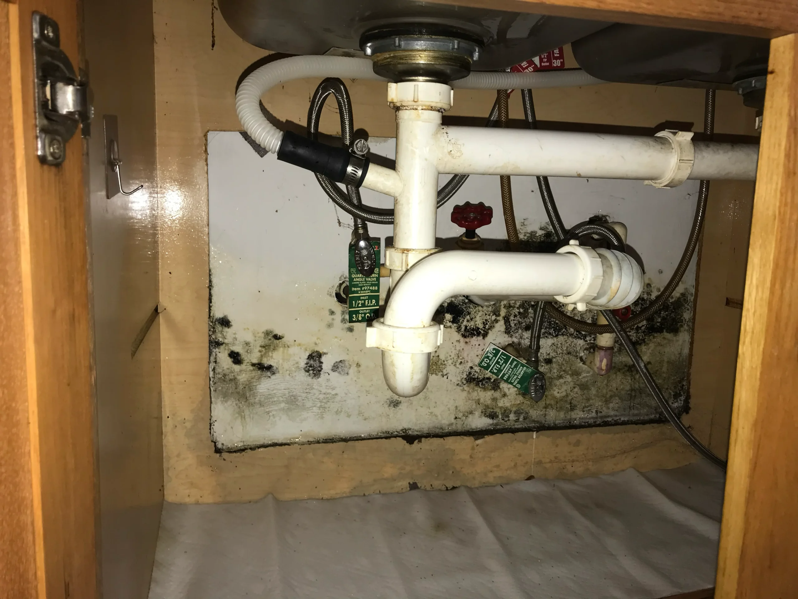 Kitchen Mold Removal