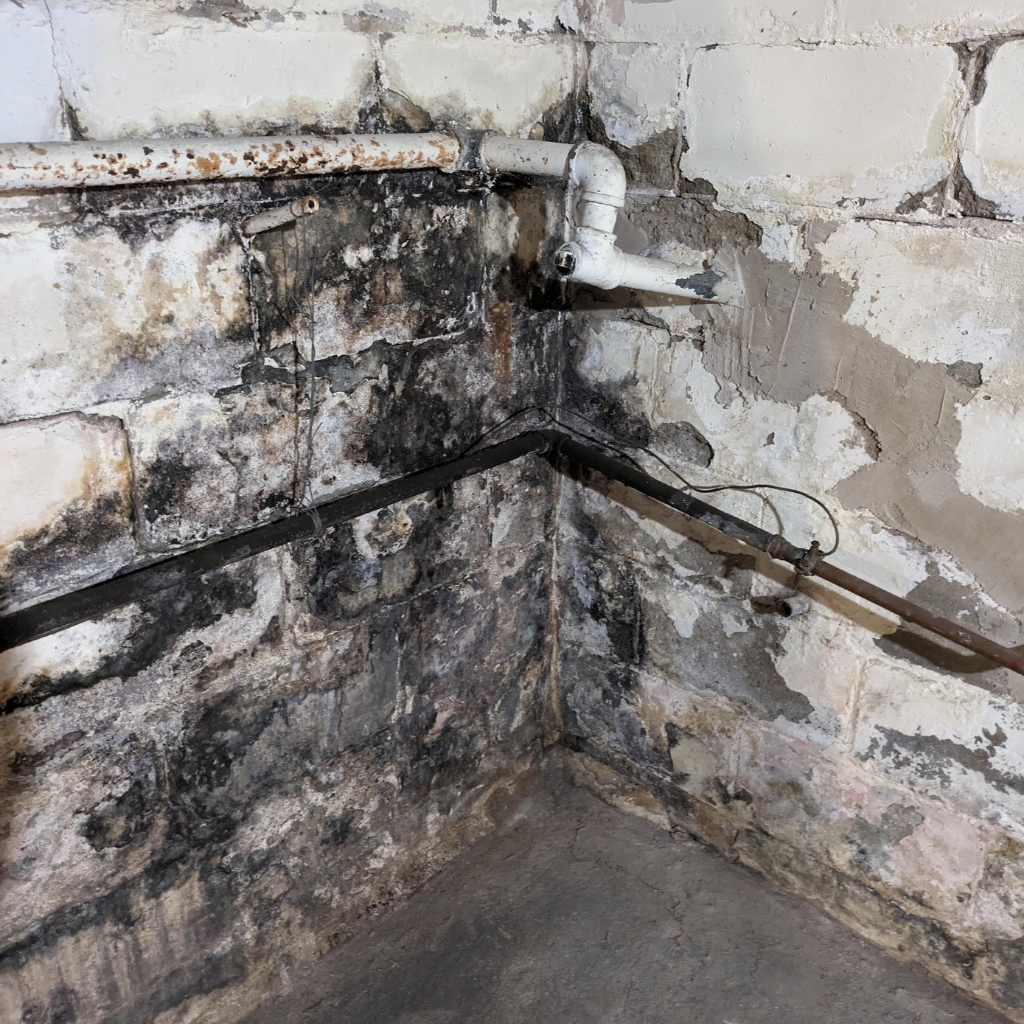 Close-up view of a basement wall with dark patches of mold growth and white efflorescence, indicating moisture damage and water seepage on concrete blocks
