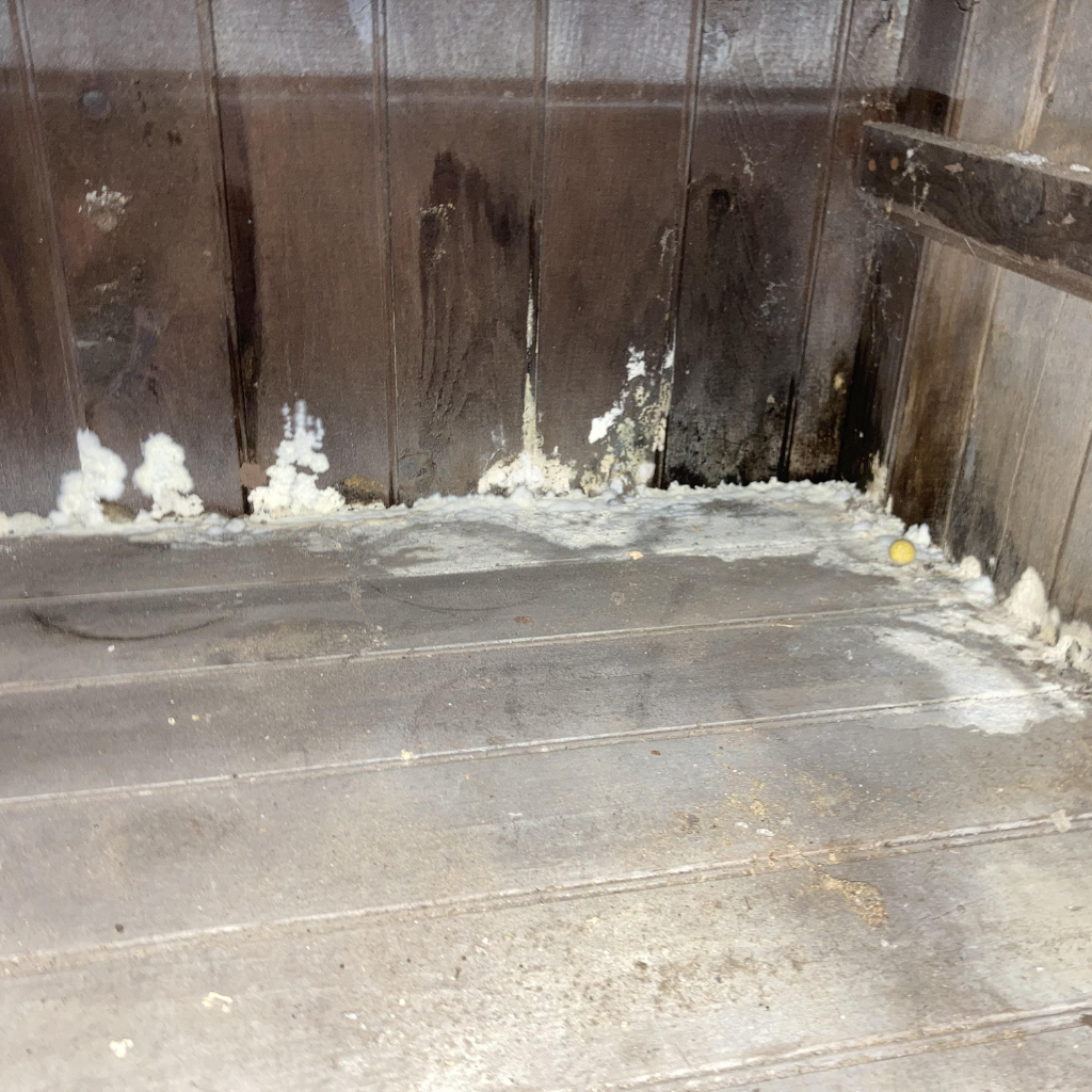 Corner of a room with wooden walls and flooring, showing significant white mold growth at the base where the wall meets the floor, indicating potential water damage or high moisture levels
