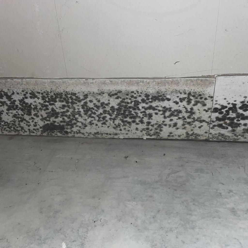 Close-up view of a basement corner with significant black mold growth along the lower section of the light-colored wall, meeting the gray concrete floor, indicative of moisture issues