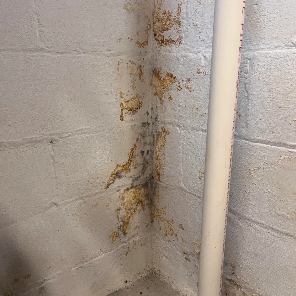 Basement corner with white painted cinder block walls, showing yellowish-brown mold growth concentrated in the corner and along the edges, with a white PVC pipe running vertically along the right side