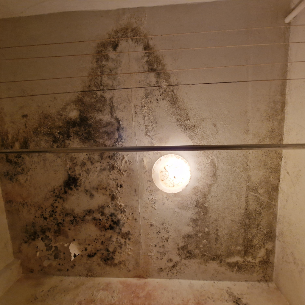 Bathroom corner with significant mold growth on walls and tiles around a built-in shelf, with varying shades of black, grey, and brown mold predominantly on the lower half
