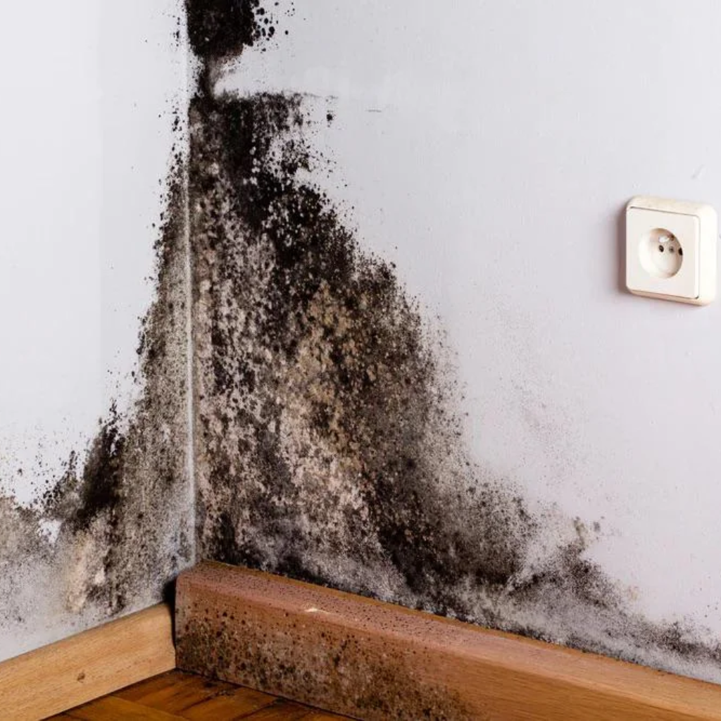 Corner of a room showing significant mold growth on walls with a white electrical outlet, wooden floor, and brown skirting board, highlighting moisture issues and potential poor ventilation