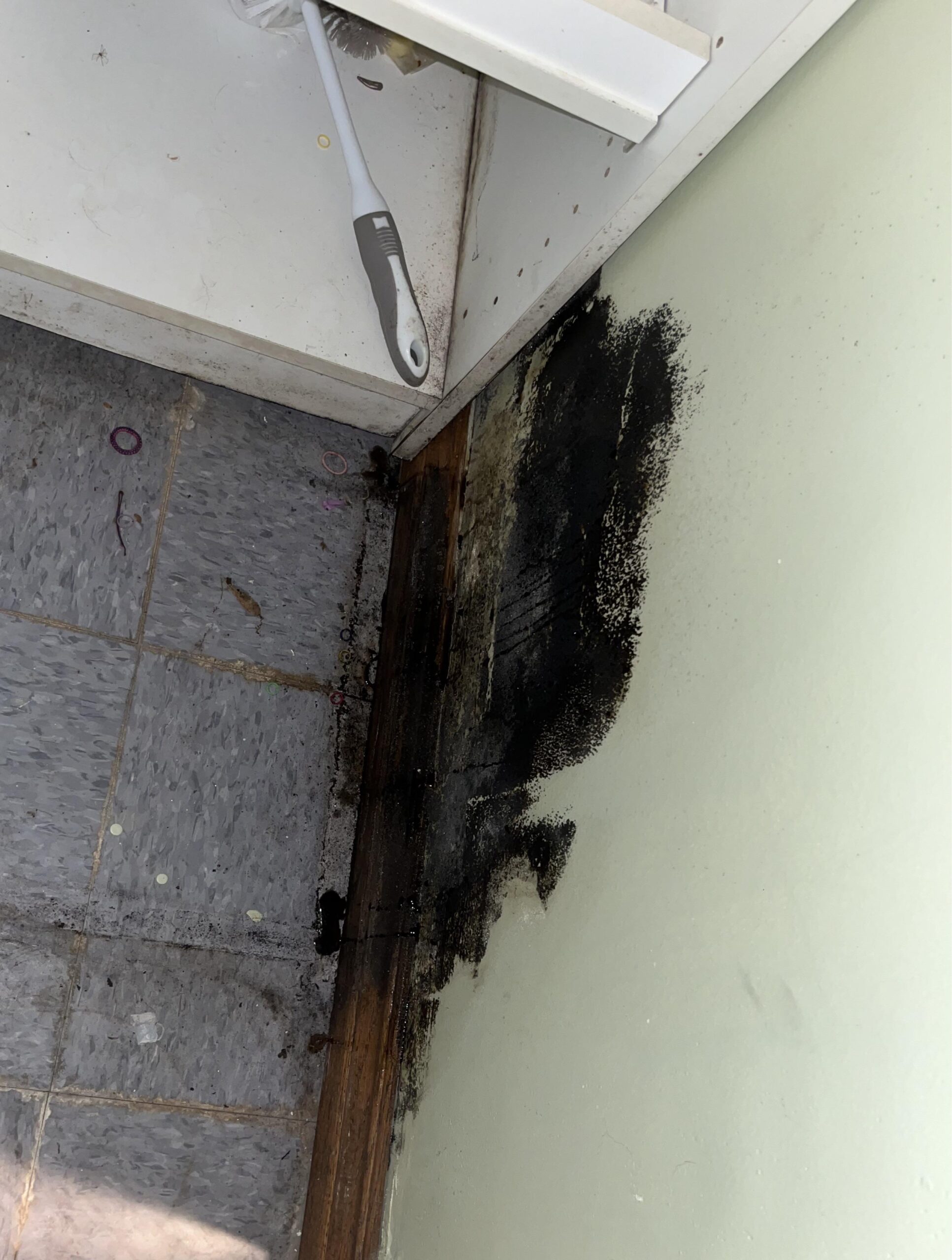 black mold removal