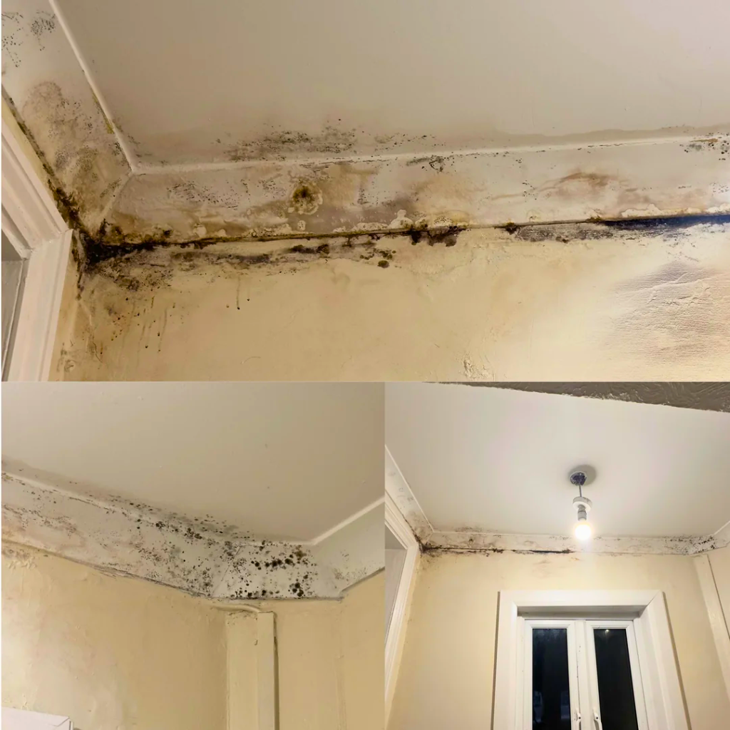 Two photographs showing a ceiling corner with water damage and mold growth, featuring peeling paint and brownish stains indicative of prolonged moisture exposure, contrasted against light-colored walls