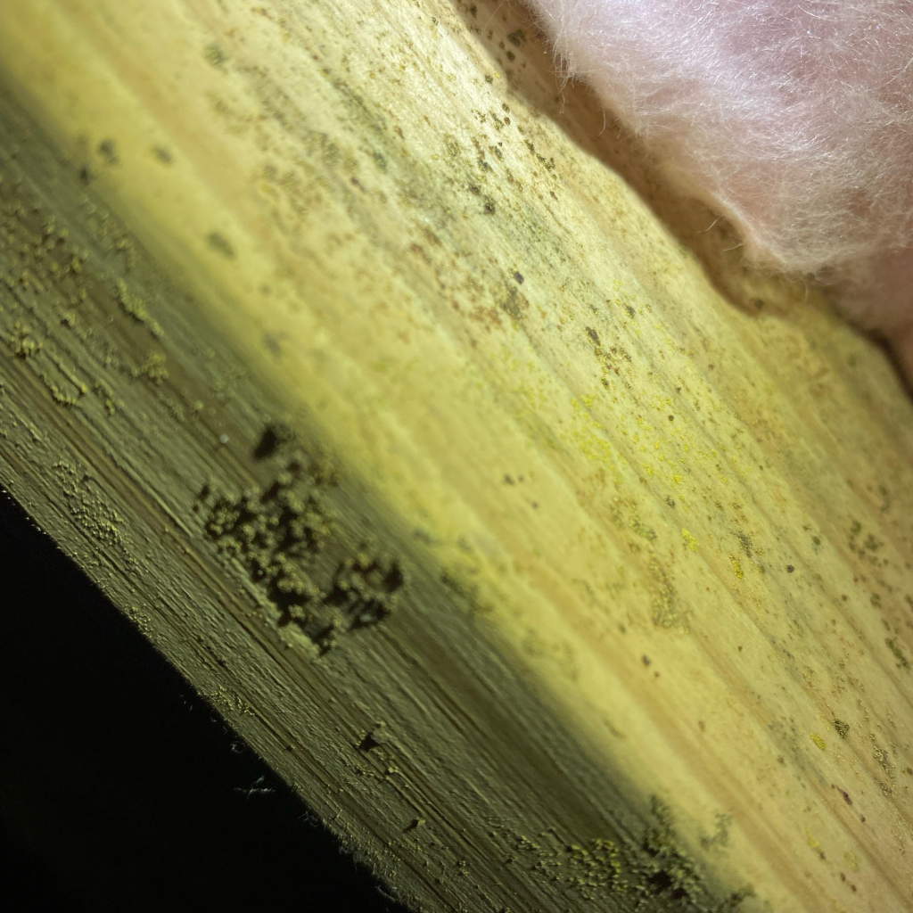Close-up view of a wooden beam in a crawl space with yellowish-green mold growth and fuzzy white mildew patches, indicative of high moisture levels