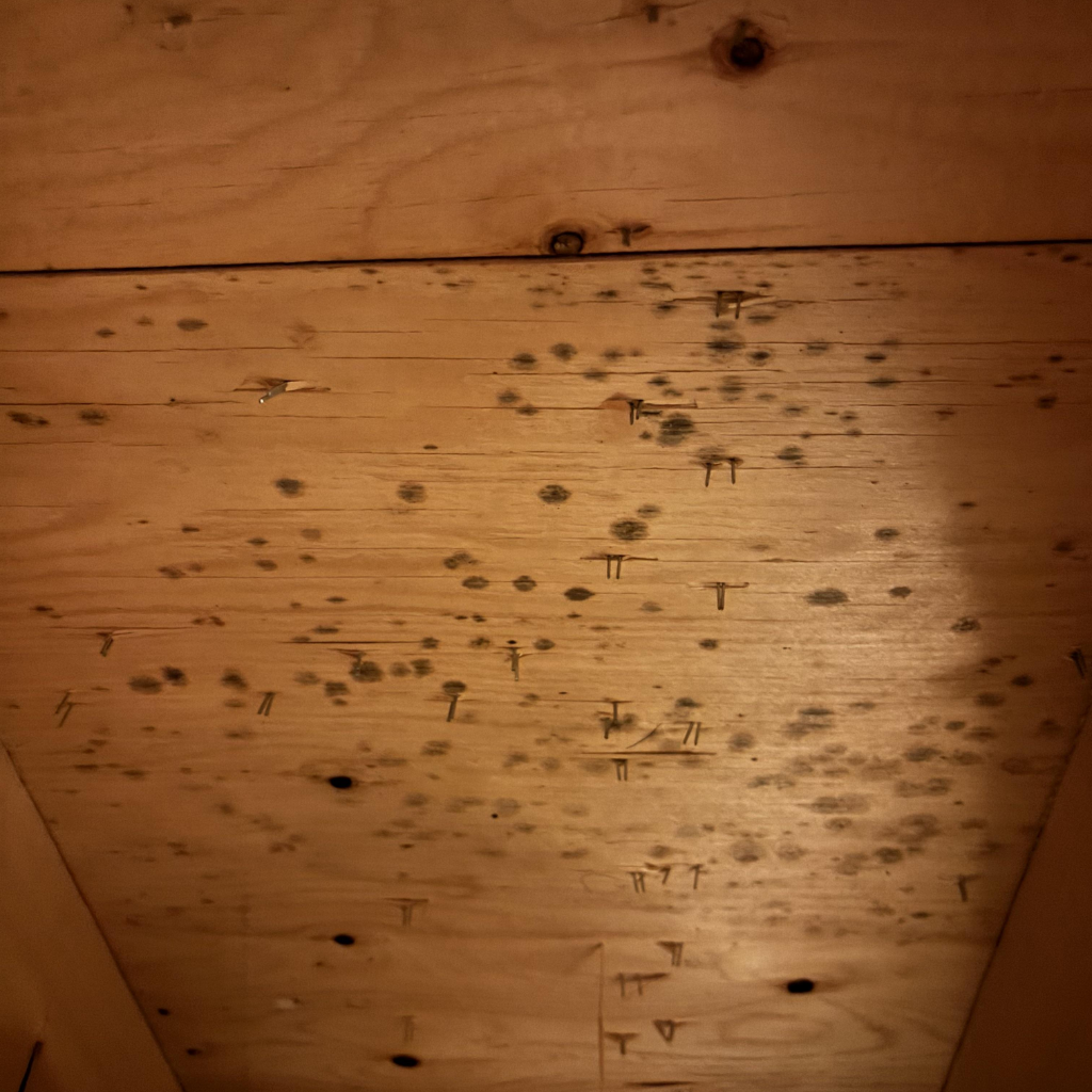 Close-up view of a wooden surface in a crawl space with greenish-black mold spots, indicative of high moisture and poor ventilation