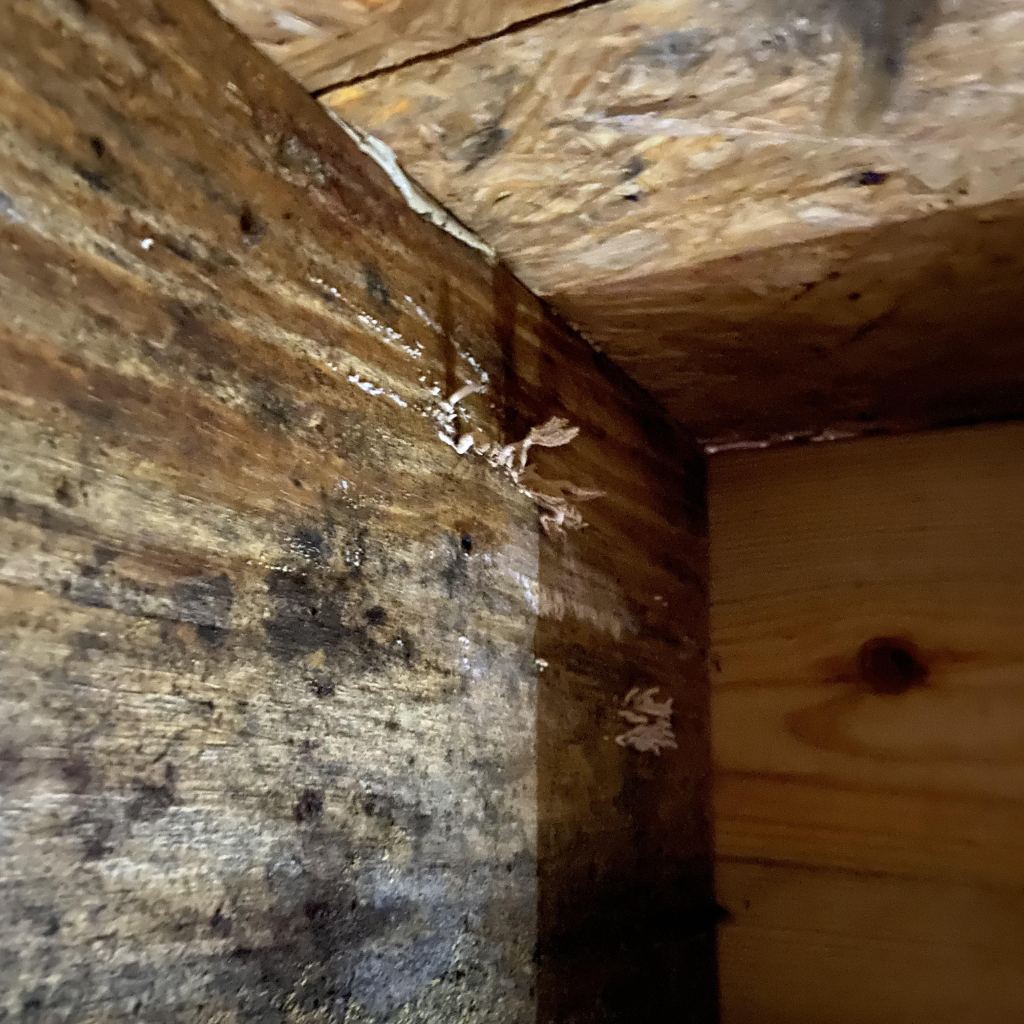 Close-up view of a wooden crawl space with significant black mold growth, indicating moisture issues and potential wood deterioration