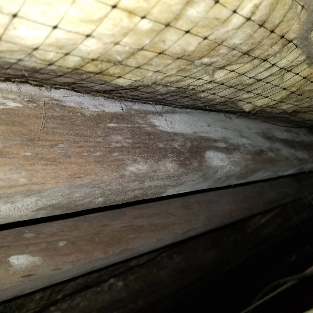 Close-up view of a crawl space with wooden beams and floor joists showing white and grey mold growth, against a backdrop of dim lighting and mesh materia