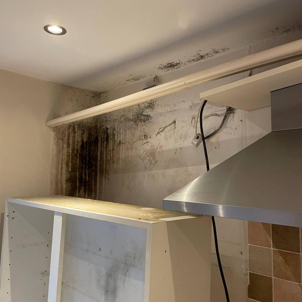 Image of a kitchen corner showing mold growth on the walls above white cabinetry and under a shelf, with a range hood and tiled backsplash visible
