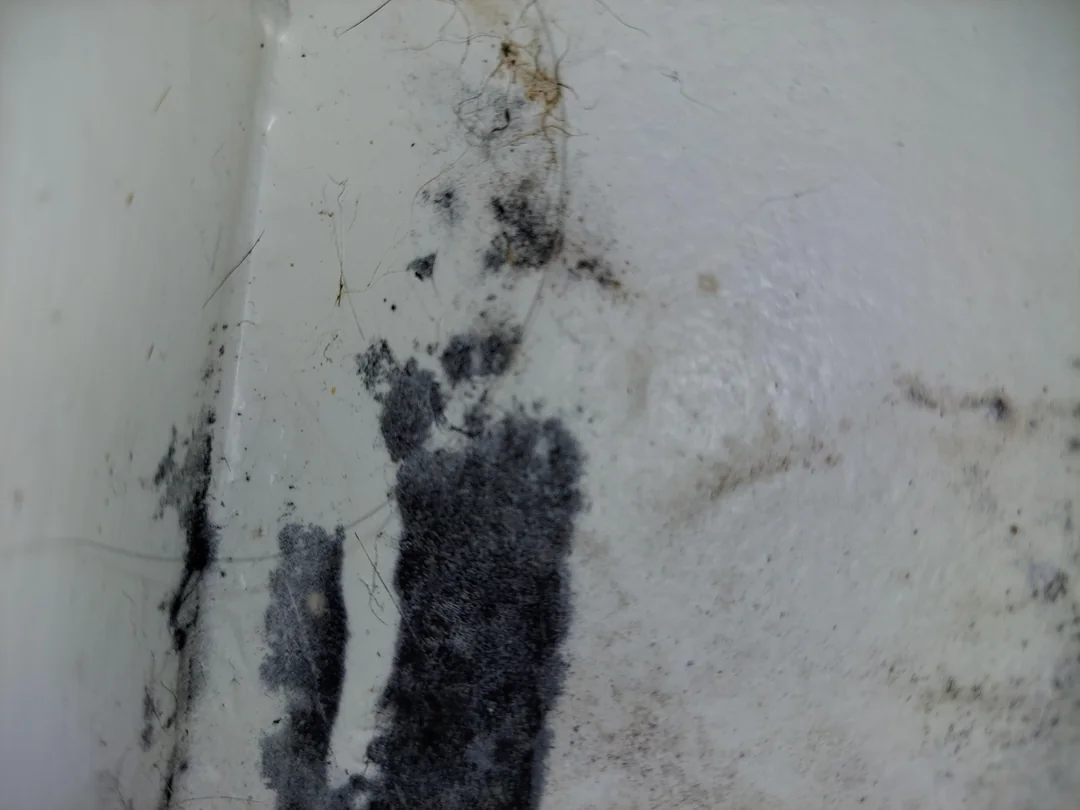 toxic mold removal